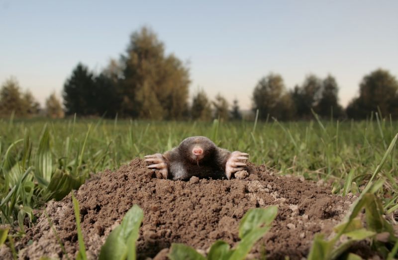 Mole Removal Options and Considerations