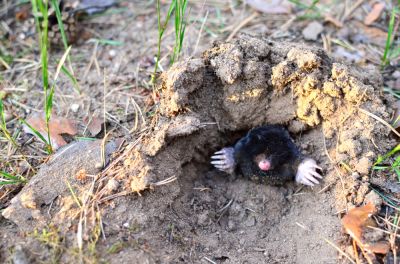 Reduce Safety Risks with Mole Removal Service!