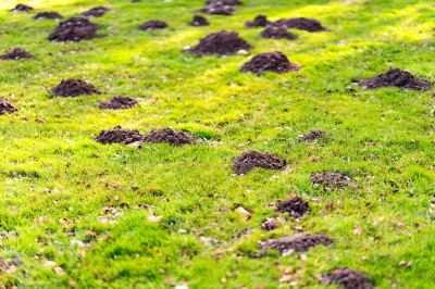 Prevent Damage with Mole Removal Service!