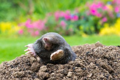 Improve the Appearance of Your Property with Mole Removal Service!