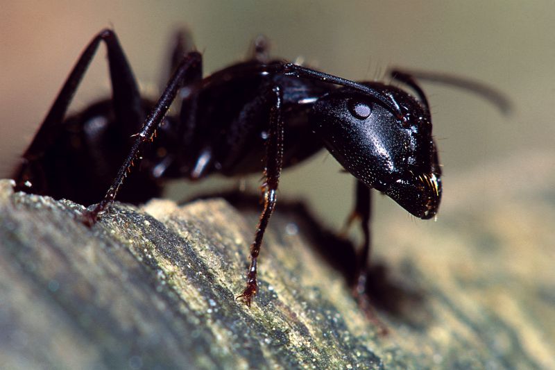 Ants Extermination Service in Frisco, TX