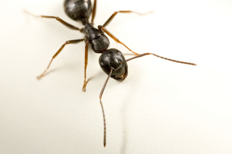 Black Ant Extermination in Rockwall, TX