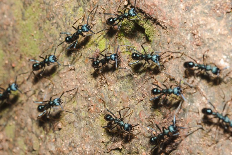 Black Ant Extermination in Arlington, TX