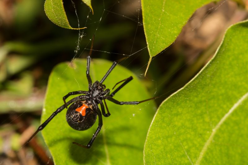 Black Widow Extermination in Mckinney, TX