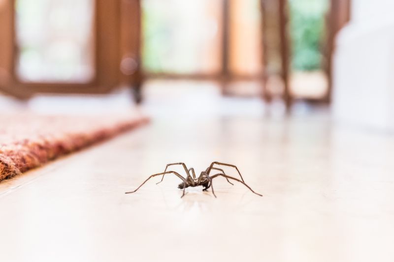 Common Spiders Extermination in Katy, TX