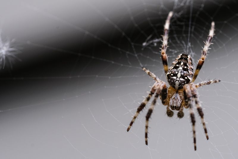 Common Spiders Extermination in Katy, TX