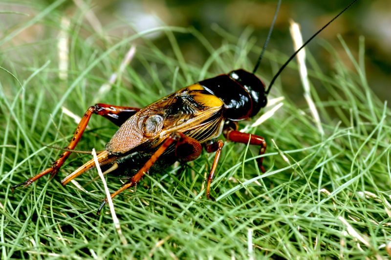 Cricket Control Service in Denton, TX