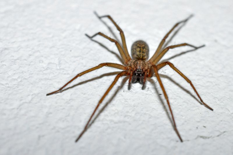 Cross Spider Extermination in Mckinney, TX