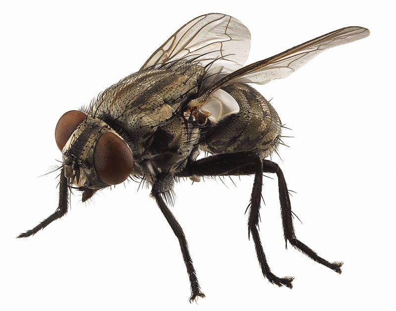 Fly Control Service in Arlington, TX