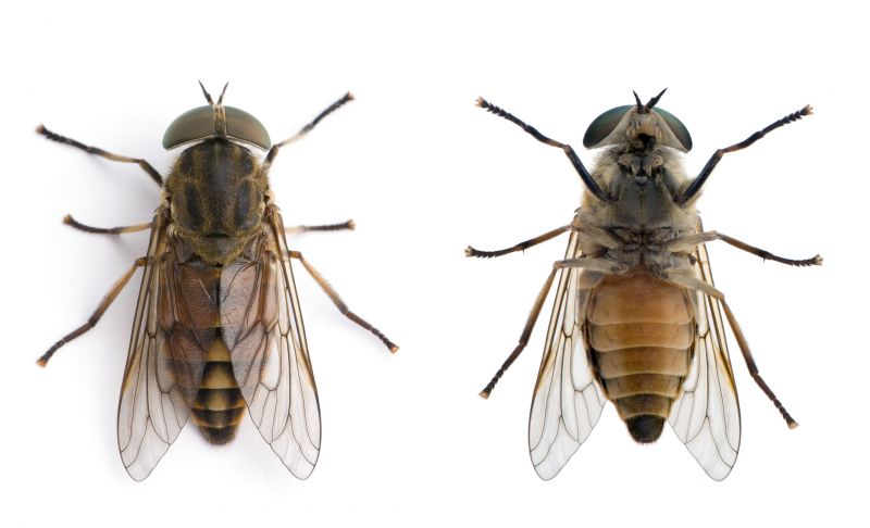 Fly Control Service in Rockwall, TX