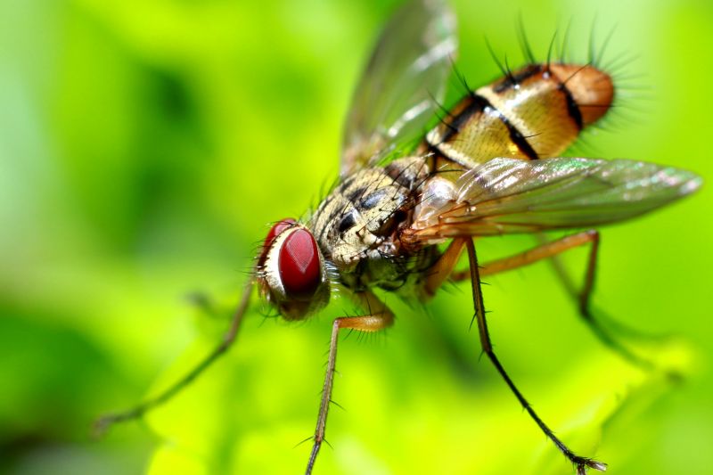Fly Extermination in Rockwall, TX