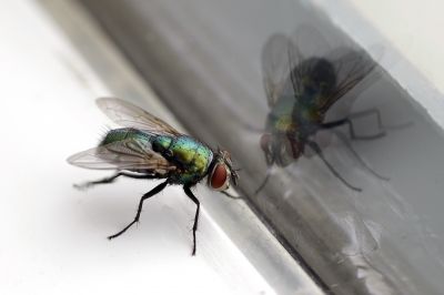 Fly Extermination in Frisco, TX