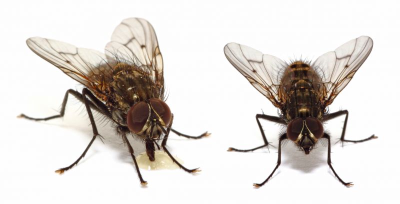 Fly Extermination in New Braunfels, TX