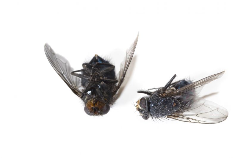 Fly Infestation Extermination in Frisco, TX