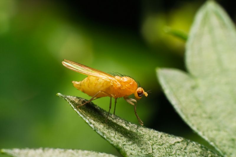 Fly Pest Control in Katy, TX