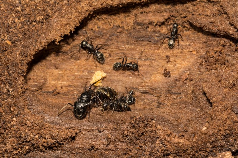 Carpenter Ants