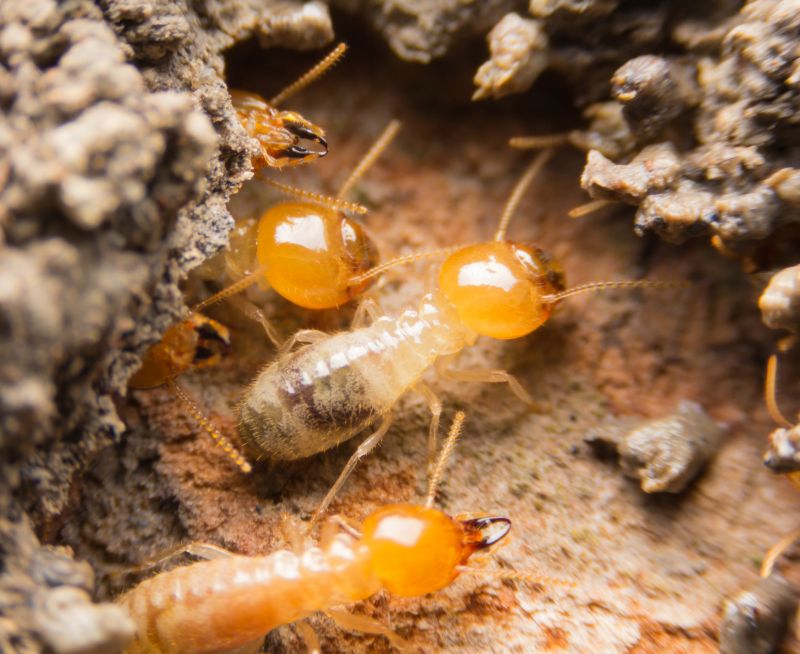 Termites in Wood