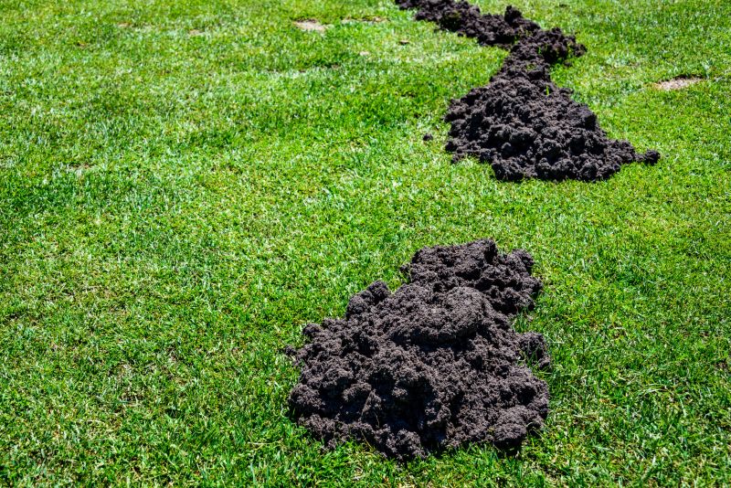 How Moles Destroy Lawns, Roots, And Irrigation Systems