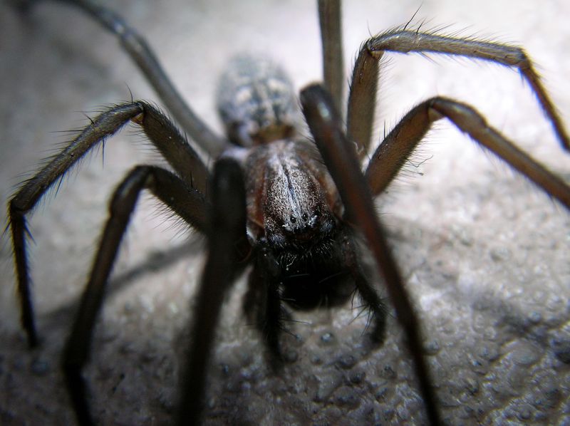 Huntsman Spider Extermination in Fort Worth, TX