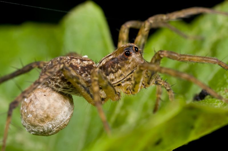 Huntsman Spider Extermination in New Braunfels, TX