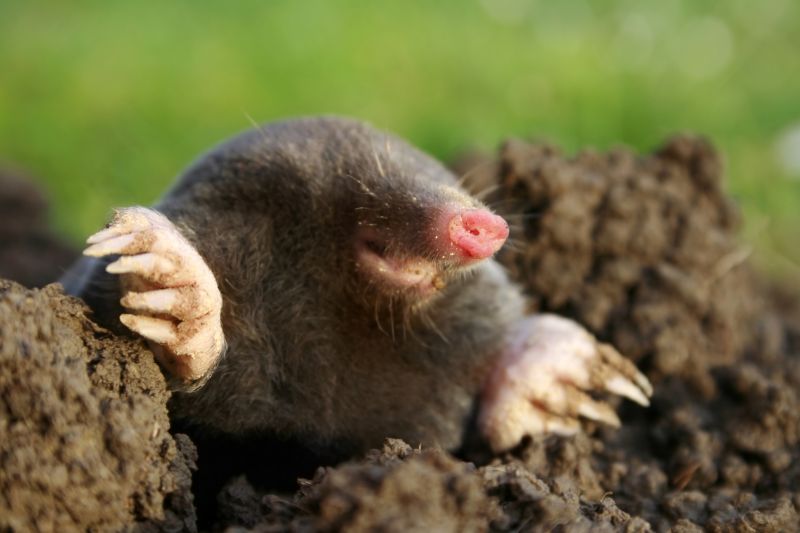 Mole Removal