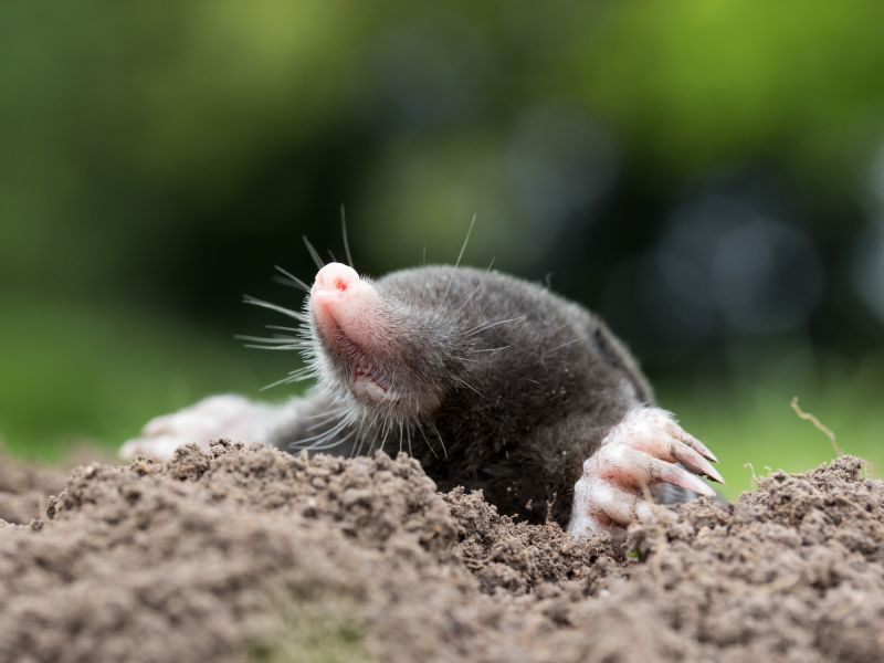 Mole Removal