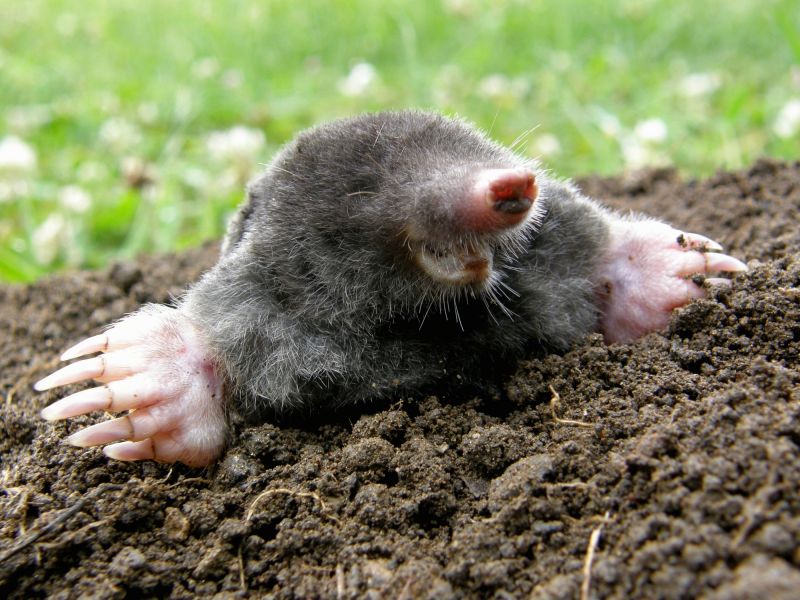 Mole Removal