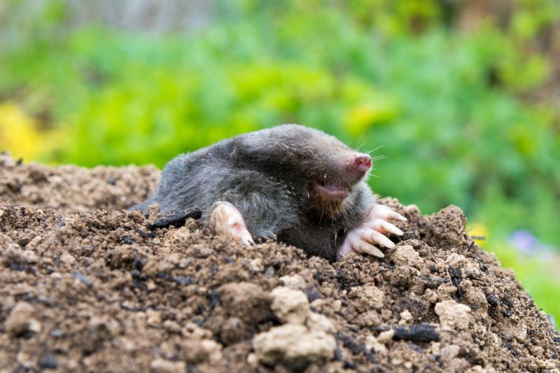 Pre-Removal Mole Examination