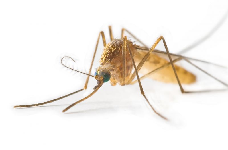 Mosquito Control Service in Arlington, TX