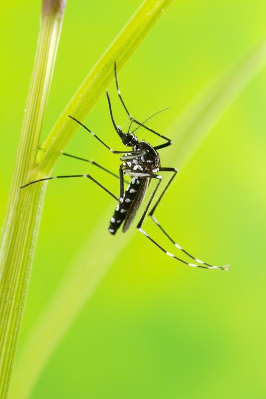 Mosquito Control Service in Denton, TX