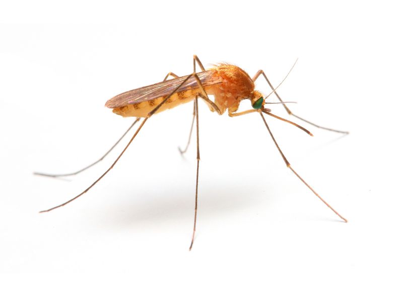 Mosquitoes Pest Control in Rockwall, TX