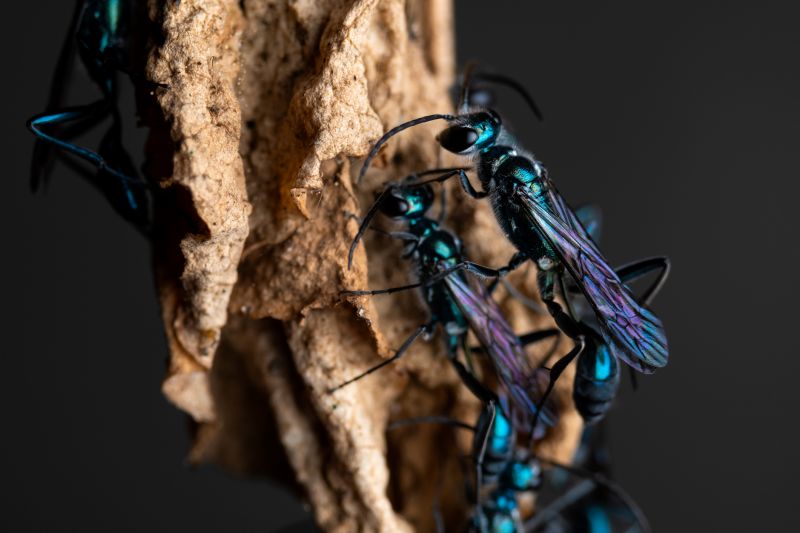 Mud Dauber Extermination in Frisco, TX