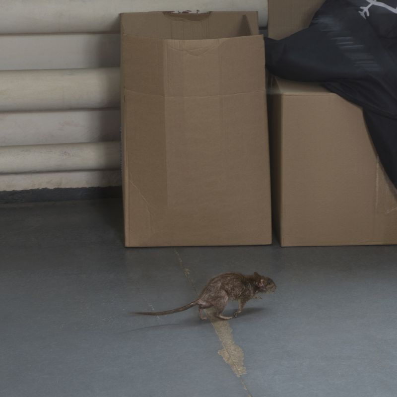 Preventing Rodent Infestations In Homes
