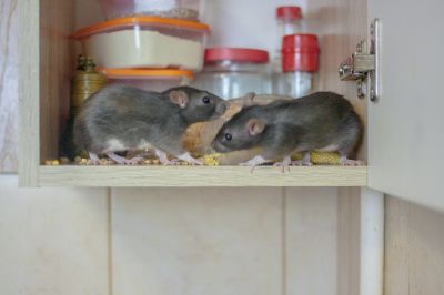 Preventing Rodent Infestations In Homes