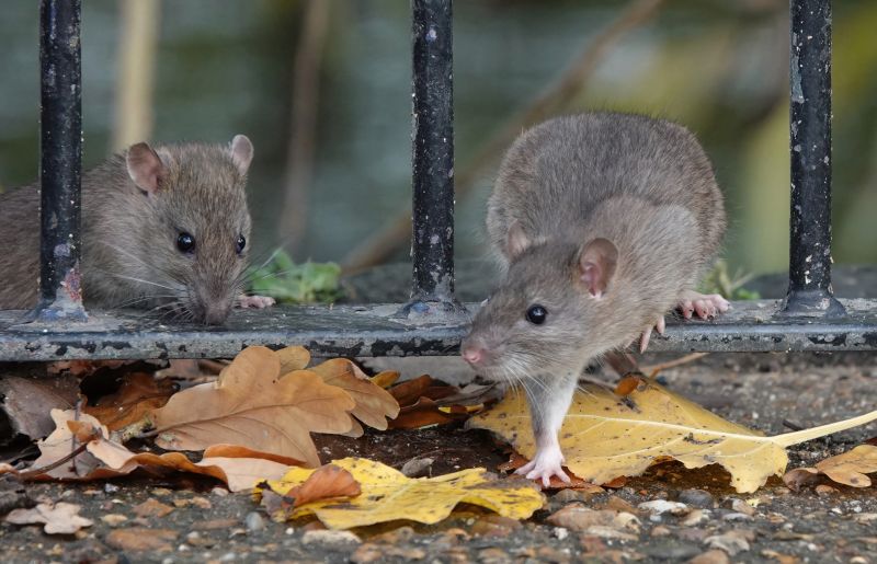 Rat Fumigation Service in Long Island, NY