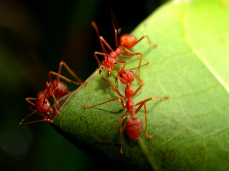 Red Ant Extermination in Katy, TX