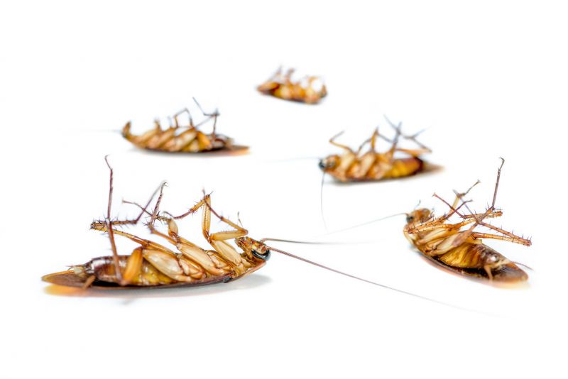Roach Removal