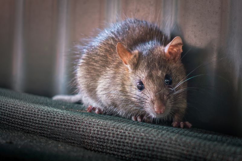 Signs You Have A Rodent Infestation On Your Property