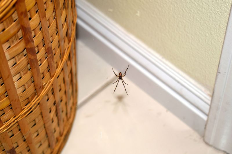 Spider Control Service in New Braunfels, TX