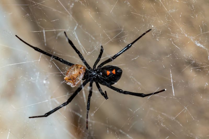Spider Extermination Service in Frisco, TX