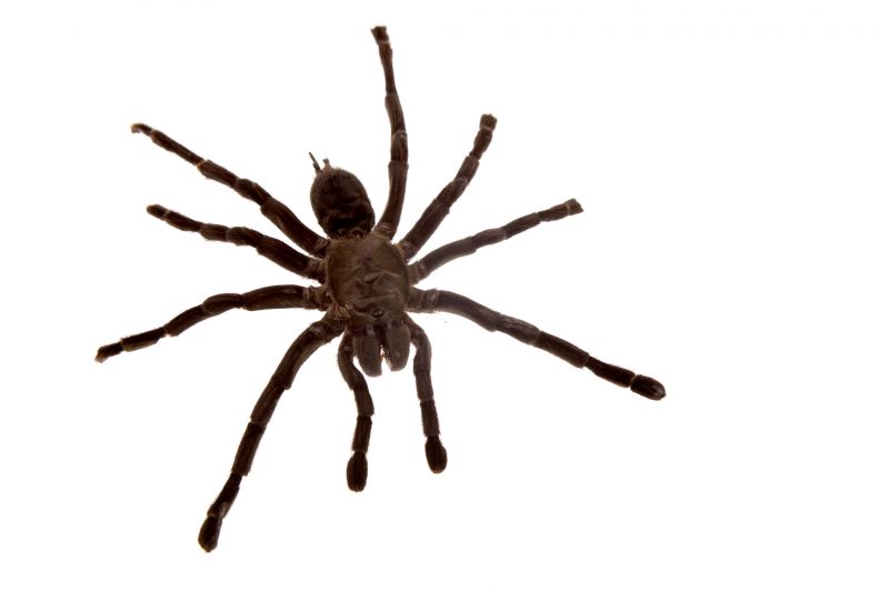 Spider Extermination Service in Denton, TX