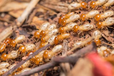 Termite Fumigation in Frisco, TX