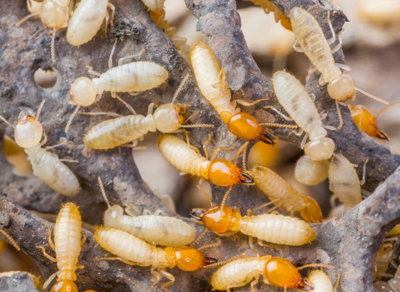 Termite Prevention in Frisco, TX
