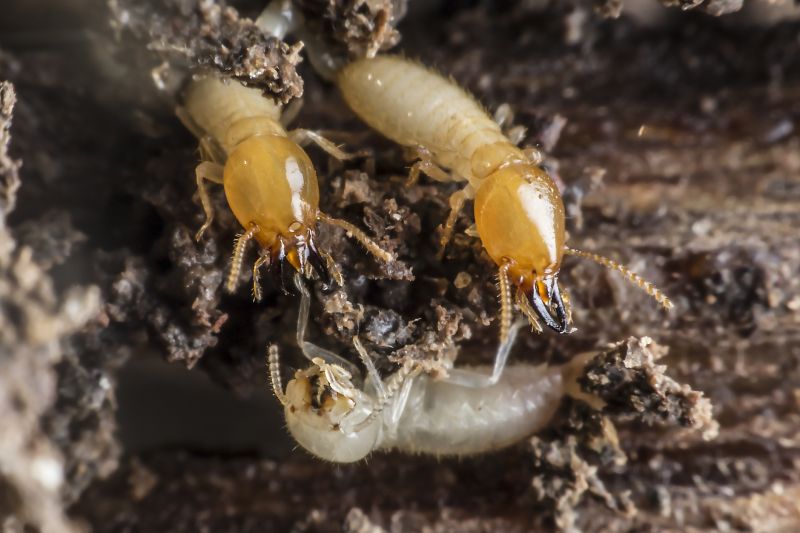 Termite Treatment Service in Katy, TX