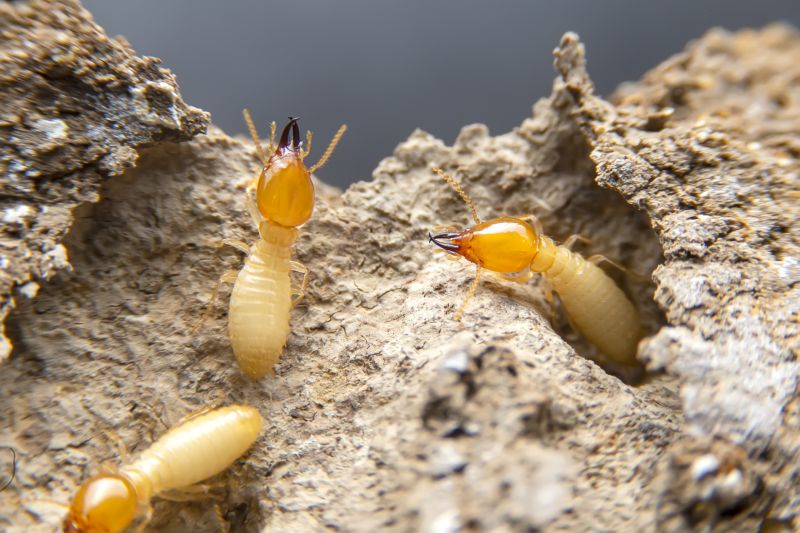Termites Extermination in Katy, TX