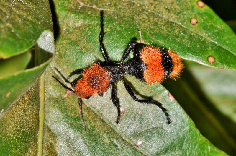 Velvet Ant Extermination in Katy, TX