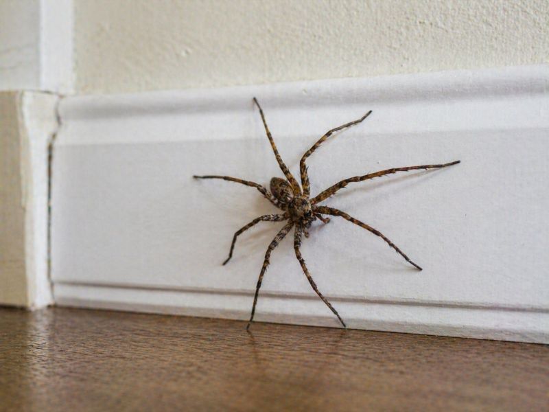 Wolf Spider Removal in Rockwall, TX